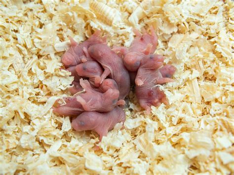 Baby Hamsters: Everything You Need To Know About Care – Hamsteropedia