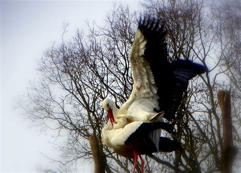 Stork Nesting - Free photo on Pixabay - Pixabay