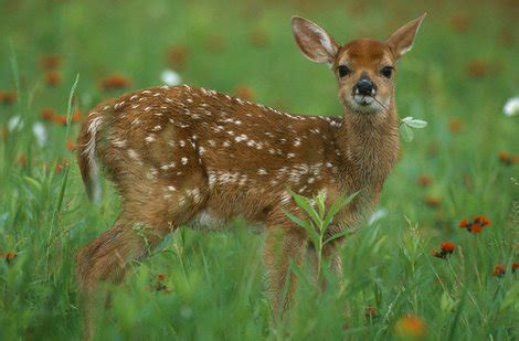 Providing Habitat for Whitetail Fawns