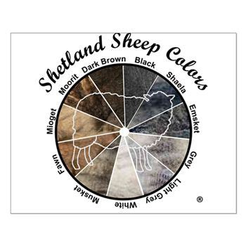 Shetland Sheep Colors Posters Posters | Shetland sheep, Sheep, Shetland