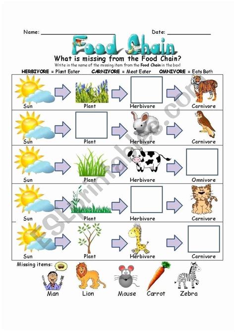 Food Chains Template Life Science | Food chain worksheet, Food chain ...