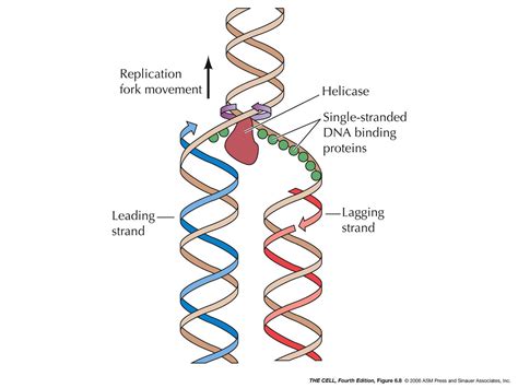 Dna Replication Fork Diagram