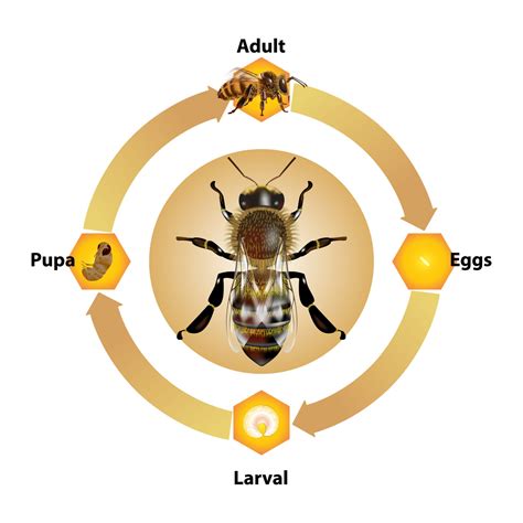 Learning About the Mason Bee Life Cycle - BeeKeepClub