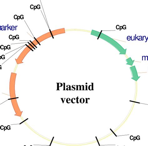 Designed Plasmid Vector