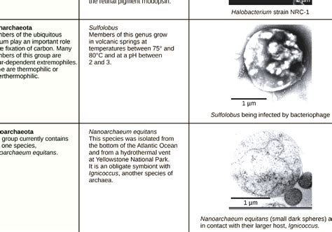 Archaea - Characteristics Of Domain Archaea