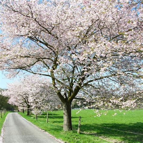 Yoshino Cherry White Flowering Ornamental Tree CHFYOS05G - The Home Depot