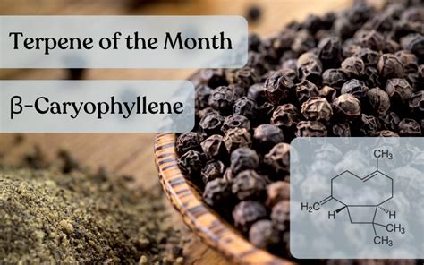 Terpene of the Month: Caryophyllene - Bask, Inc.