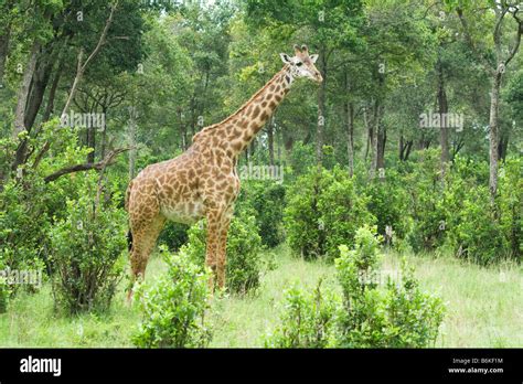 Giraffe in the forest Stock Photo - Alamy