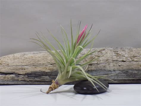 Different Types of Air Plants and How To Identify Them