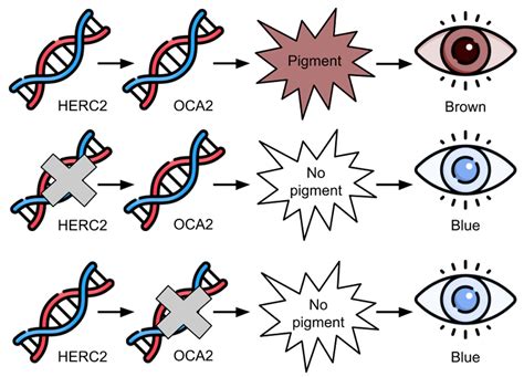 Recessive Genes Eye Color