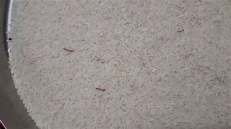 How To Prevent Worms in Rice, Ways To Get Rid of Worms in Rice, Rice ...