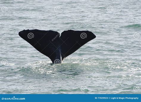 Sperm whale diving stock image. Image of hunting, south - 77029923