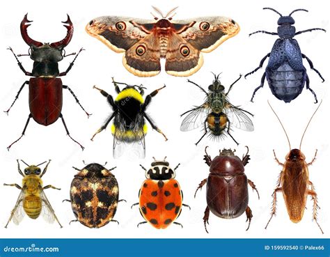 Set of insects stock photo. Image of closeup, moth, ladybug - 159592540