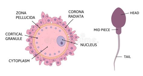 Structure of ovum stock vector. Illustration of ovum - 136509594