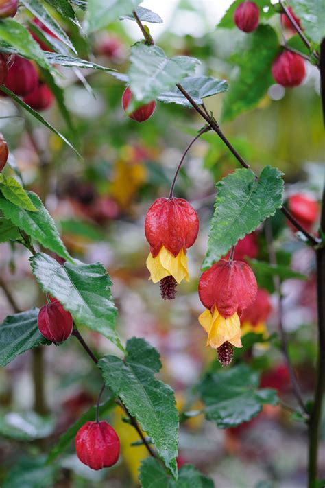 Abutilon: how to grow, overwinter and the best abutilon for the garden ...