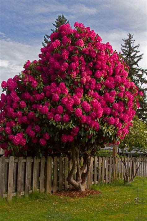 63+ Lovely Flowering Tree Ideas For Your Home Yard | Trees for front ...