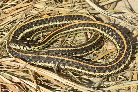 Eastern Garter Snake Texas : Science Source Texas Garter Snake ...