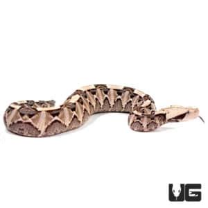 Baby West African Gaboon Viper - Underground Reptiles