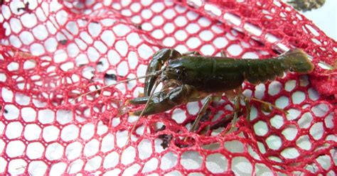 Crawfish aren’t actually fish. Here’s how they got their name ...