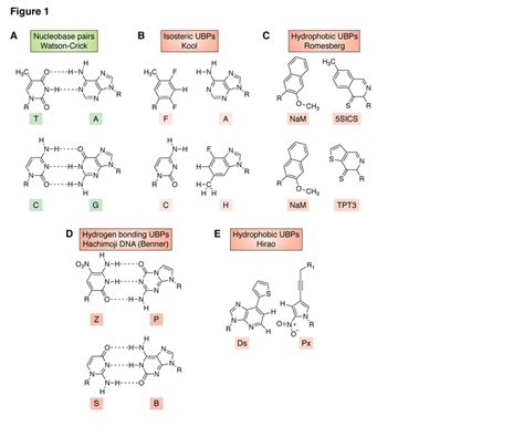 Chemical structures of nucleobase pairs. R is DNA. (A) Watson-Crick ...