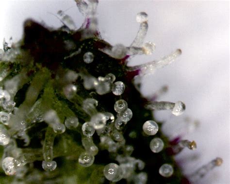 Magnified trichomes on a sativa cannabis leaf [IMG] : trees