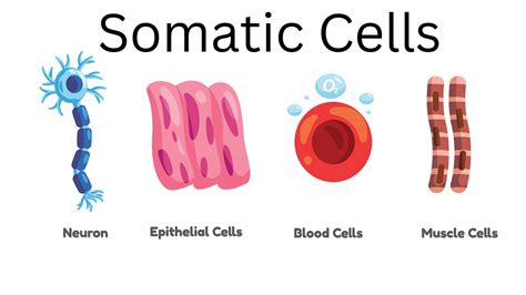 Somatic Cell Diagram