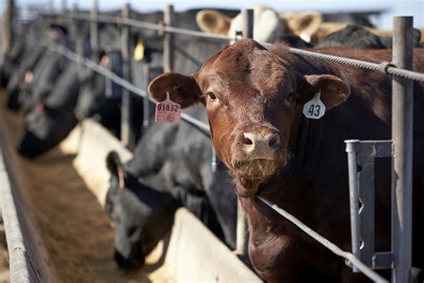 Unhappy with prices, ranchers look to build own meat plants | AP News