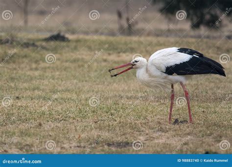 White Stork feeding stock photo. Image of funny, open - 98883740