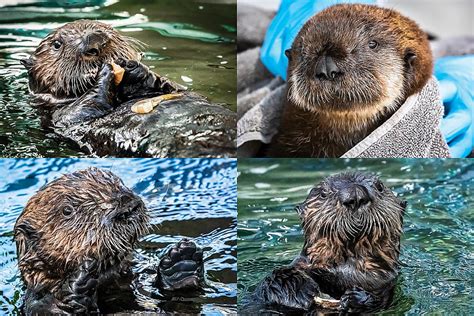 Baby Sea Otter Holding Hands