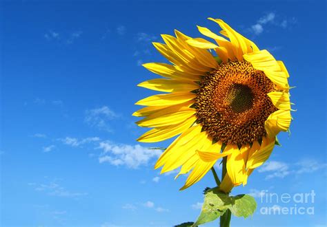 Sun Flower With Wind Photograph by Chaitawat Pawapoowadon