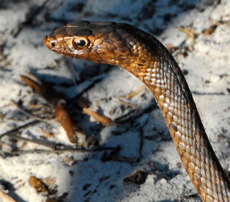 Coachwhip Snake - Learn About Nature