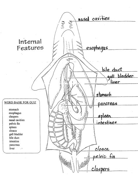 Shark Dissection Terms http://murdock10.typepad.com/alp/2014/02/fifth ...