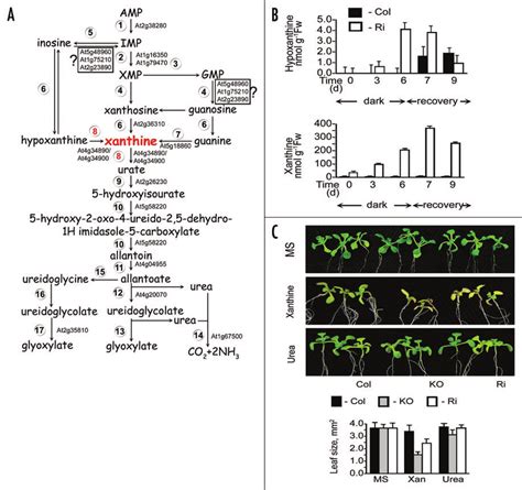 Purine catabolism, xanthine and hypoxanthine accumulation and ...