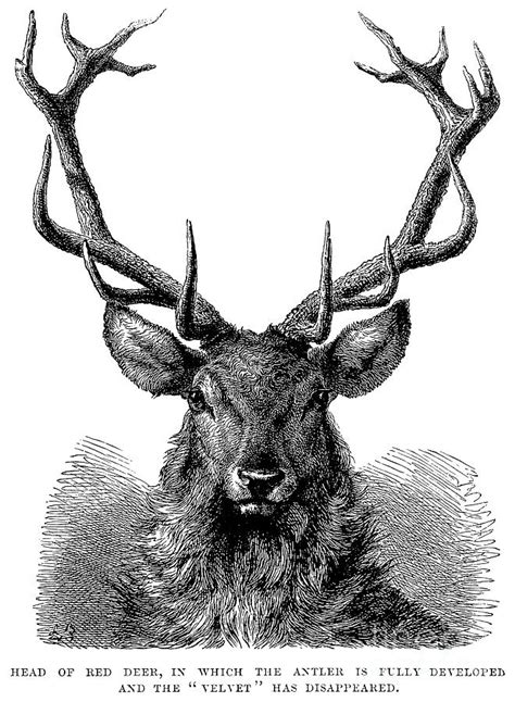 Head of Red Deer, in which the Antler is fully developed and the Velvet ...