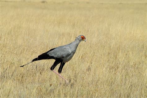 Etosha National Park - One of the most popular wildlife reserves on earth