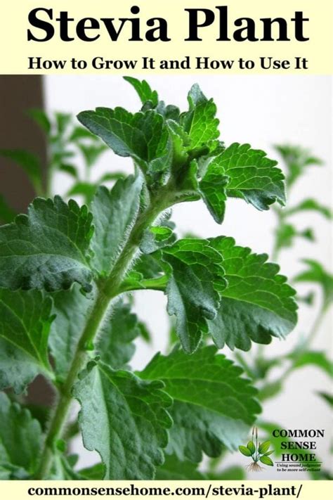 Stevia Plant – How to Grow It and How to Use It for Extract and More