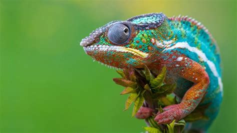 Chameleon Wallpapers - Wallpaper Cave