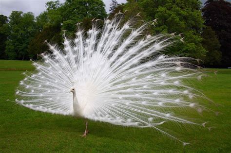 White Peacock Wallpapers - Wallpaper Cave