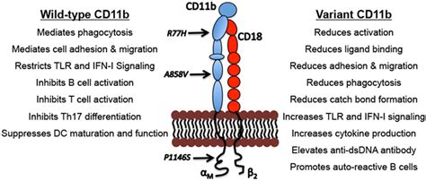 Cd11b Signaling Pathway