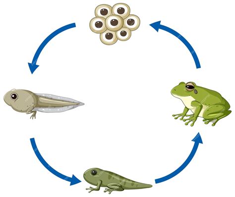 Frog Life Cycle Diagram