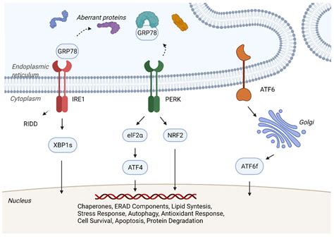 IJMS | Free Full-Text | Increasing Stress to Induce Apoptosis in ...