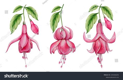 Pink Watercolor Fuchsia Flower Leaf Isolated Stock Illustration ...