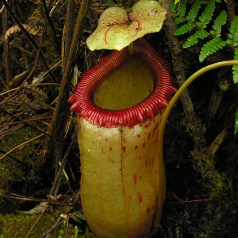 Nepenthes Truncata (Giant) Seeds – Nepseeds