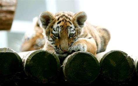 61 best images about orange tiger cubs on Pinterest