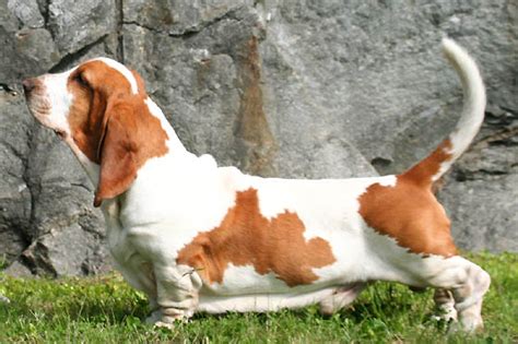 File:BassetHound profil.jpg - Wikimedia Commons