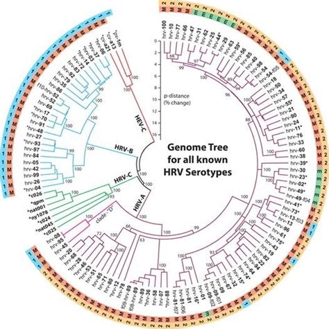 Illustrates Genome structure of Rhinovirus [9]. | Download Scientific ...