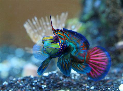 Most Beautiful Saltwater Fish ( All Time )