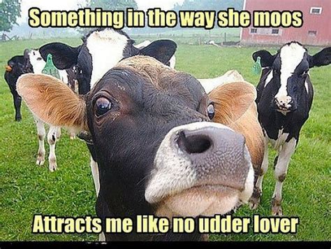 20 Cow Memes That Are Just Too Cute | Funny animal pictures, Farm humor ...