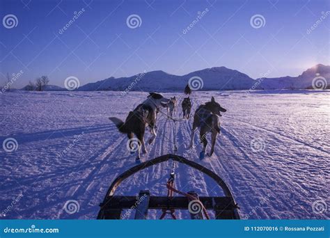 Dog Sleigh Ride in the Arctic Sunset Stock Photo - Image of north ...