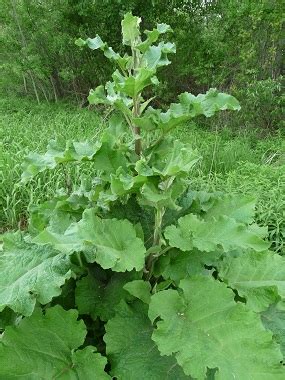 Burdock: Pictures, Flowers, Leaves & Identification | Arctium Spp.